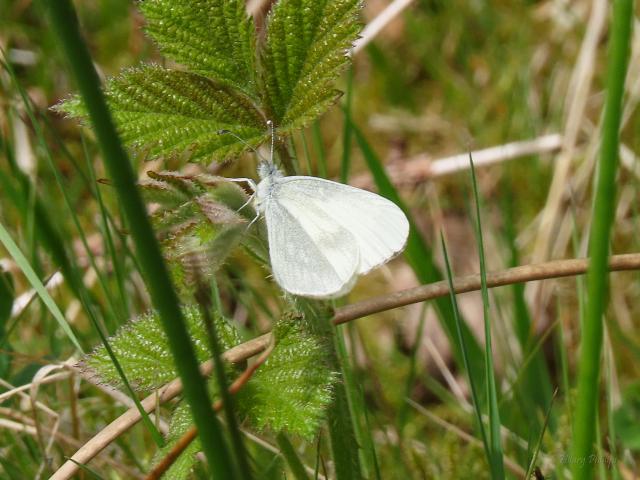 Wood White, Cookworthy, 5.5.22 (Dave & Hilary Phillips)