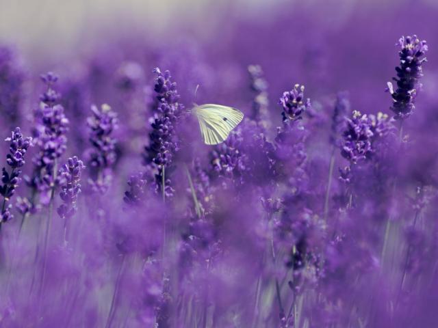 Butterfly in Lavender