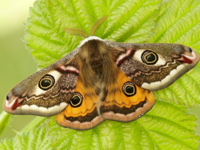 A beautiful emperor moth