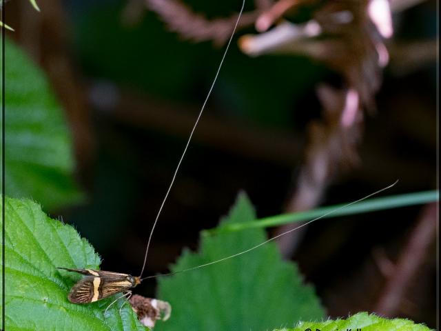 Yellow-barred Longhorn Moth [m], Aish Tor, 10.6.22 (Dennis Kallmer)