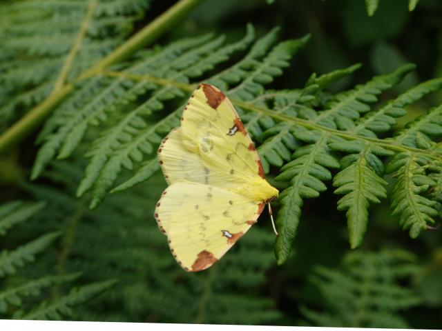 Brimstone Moth, Andrews Wood, 16.6.22 (David Turrell)