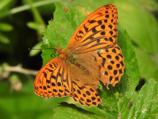 Silver-washed Fritillary [m], Berry Pomeroy Castle, 27.6.22 (Dave Holloway)