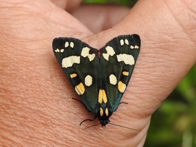 Scarlet Tiger Moth, Berry Pomeroy Castle, 27.6.22 (Dave Holloway)