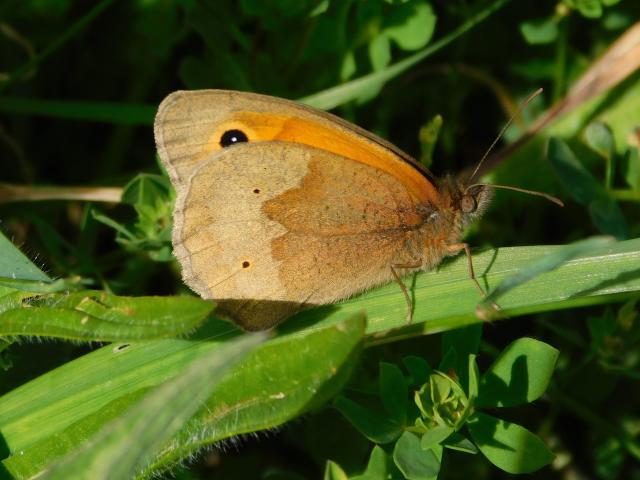 Meadow Brown, Bircham Valley LNR, Plymouth, 9.6.22 (Dave Gregory)