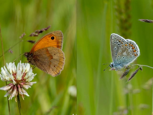 Meadow Brown (left) and Common Blue (Graham Catley)