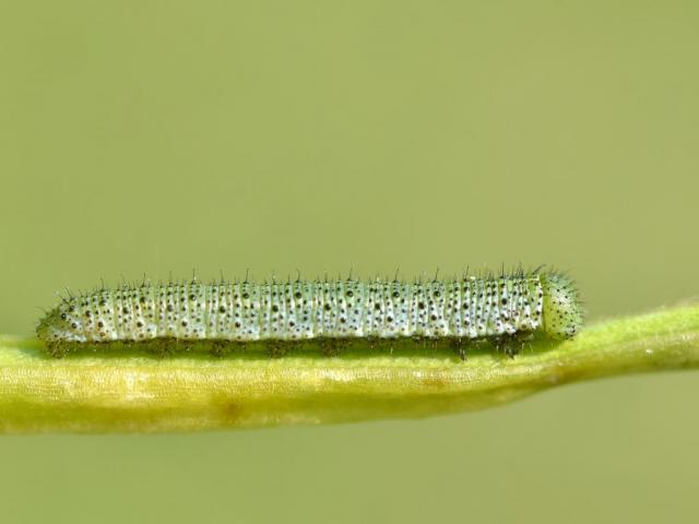 Orange-tip caterpillar - Giles San Martin