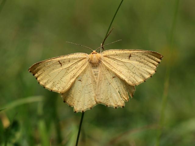 Orange Moth (Toby Ludlow)