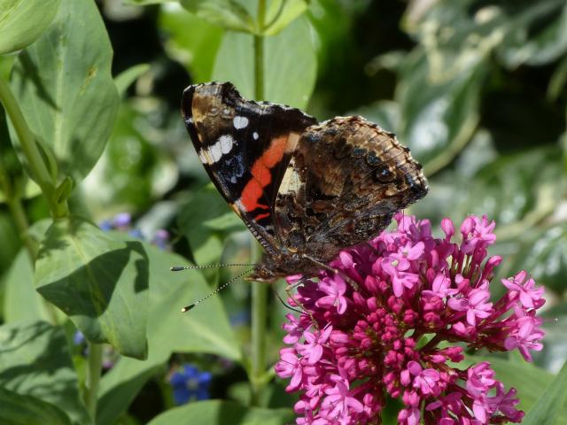 Red Admiral (Dave Wright)