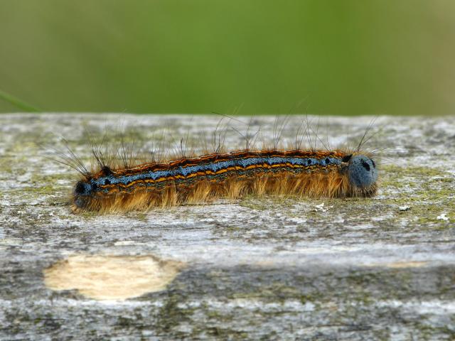 Lackey Larva (Dave Wright)