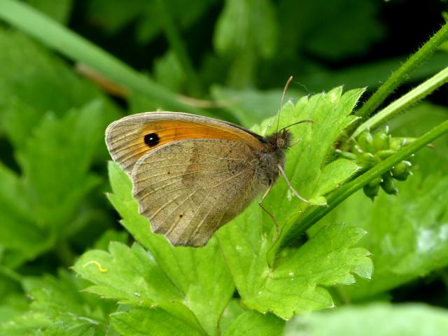Meadow Brown (Dave Wright)