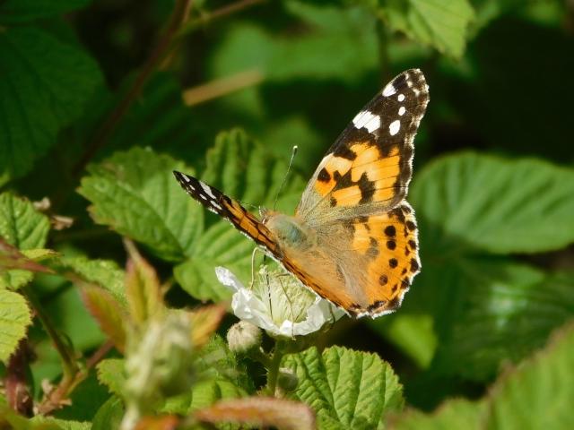 Painted Lady, Bircham Valley LNR, Plymouth, 9.6.22 (Dave Gregory)