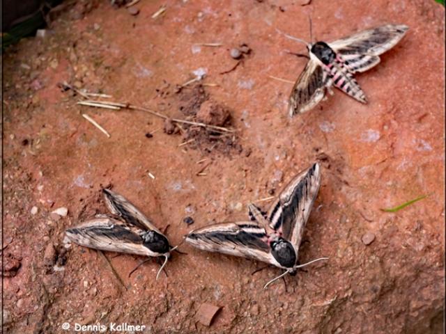 Privet Hawk-moths, Garden, Paignton, 12.6.22 (Dennis Kallmer)