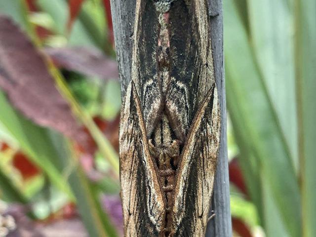 Privet Hawk-moths [mating pair], Garden Paignton, 12.6.22 (Anthony Sherwood)