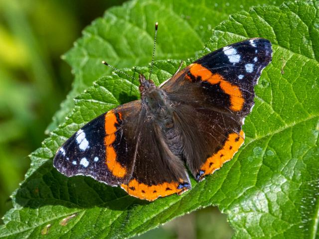 Red Admiral (Mike Pickwell)