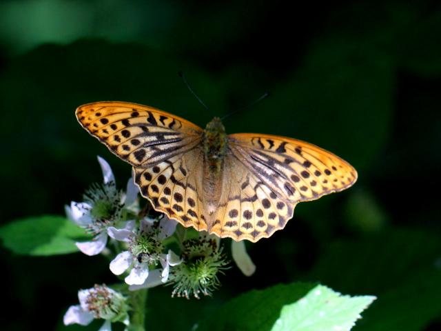 Silver-washed Fritillary (Pete Smith)