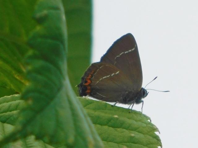 White-letter Hairstreak, Cycle Route, Laira Bridge, Plymouth, 18.6.22 (Dave Gregory)