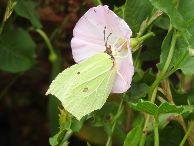 Brimstone, Footpath, Decoy CP to The Priory, Abbotskerswell, 26.7.22 (Dave Holloway)