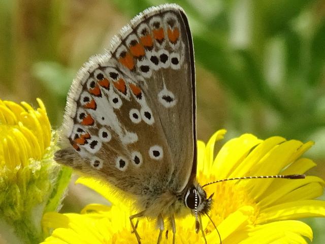 Brown Argus, Footpath, Decoy CP to The Priory, Abbotskerswell, 24.7.22 (John Fiske)