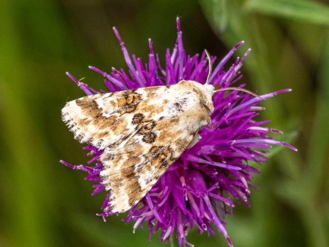 Dusky Sallow (Mike Pickwell)
