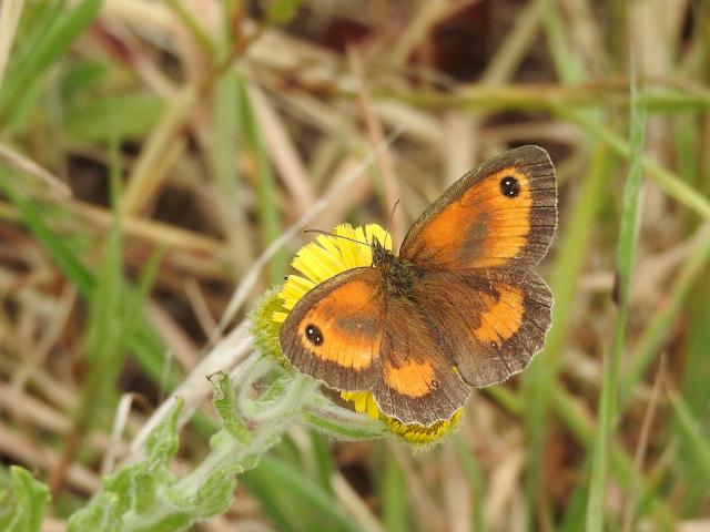 Gatekeeper [m], Footpath, Decoy CP to The Priory, Abbotskerswell, 26.7.22 (Dave Holloway)