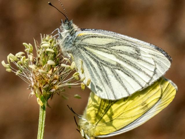 Green-veined White Mating Pair (Mike Pickwell)