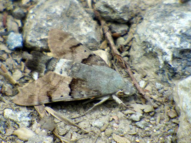 Hummingbird Hawk-moth (Pete Cawdell)