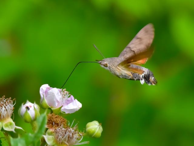 Hummingbird Hawk-moth (Stuart Mackman)