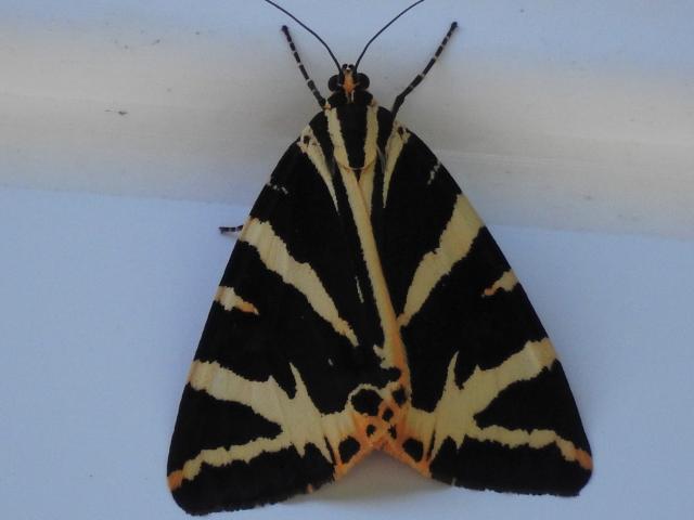Jersey Tiger, Front of House, Paignton, 28.7.22 (Dave Holloway)