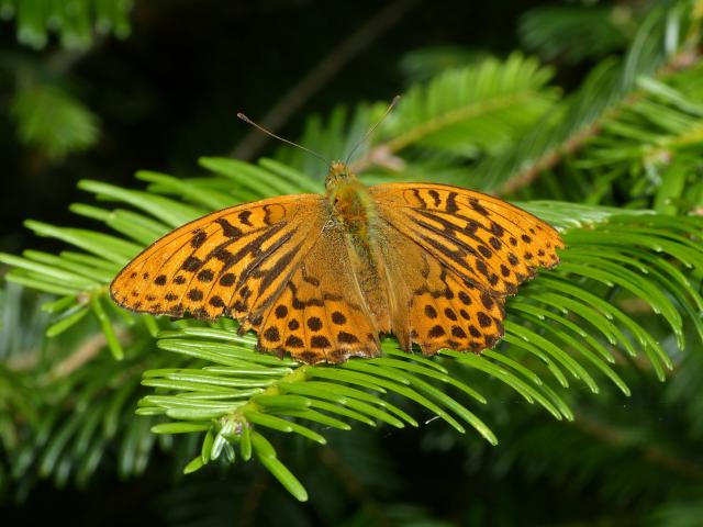 Silver-washed Fritillary (Dave Wright)