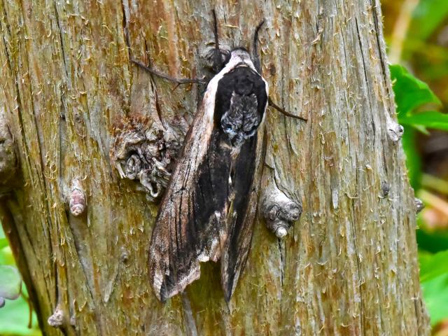 Privet Hawk-moth (Stuart Mackman)