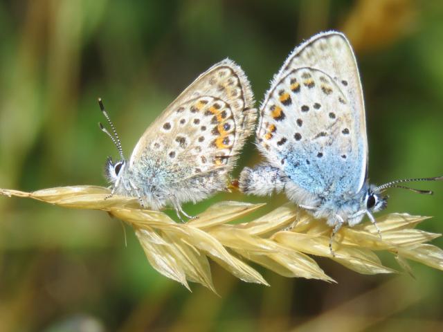 Silver-studded Blue [mating pair], East Soar-Bolt Head, 29.6.22 (Kev & Jacki Solman)