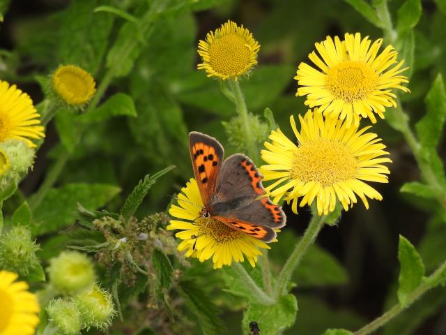 Small Copper, Footpath, Decoy CP to The Priory, Abbotskerswell, 26.7.22 (Dave Holloway)