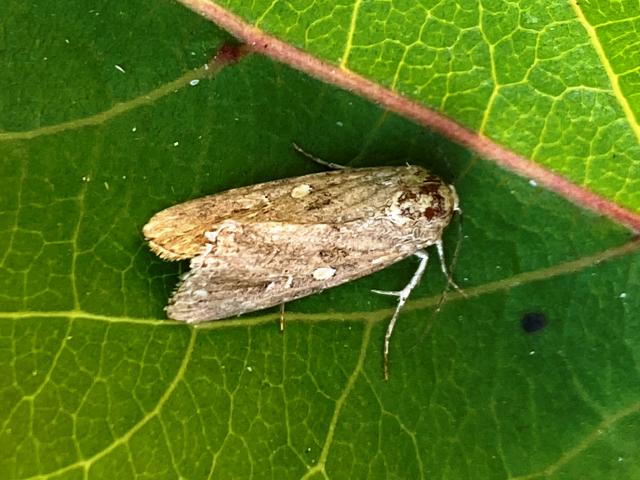 Small Mottled Willow (Nige Lound)