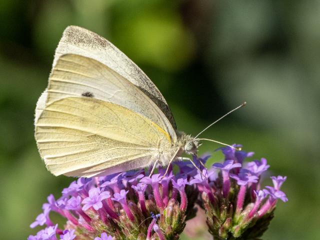 Small White (Mike Pickwell)