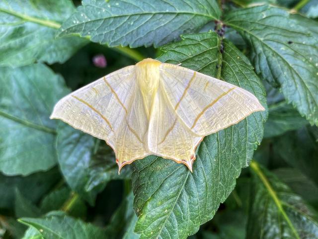 Swallow-tailed Moth (James Parry)
