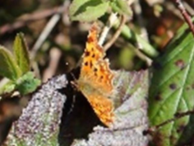 Basking Comma butterfly; Photo credit: Graham Smith