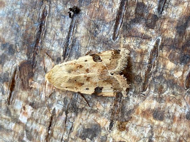 Bordered Straw (Andy Sims)