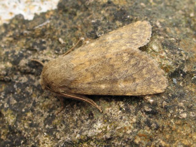 Brindled Ochre. Brown furry moth with long anntane.