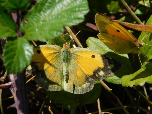 Clouded Yellow [fem displaying], Wembury Point, 8.8.22 (Dave Gregory)