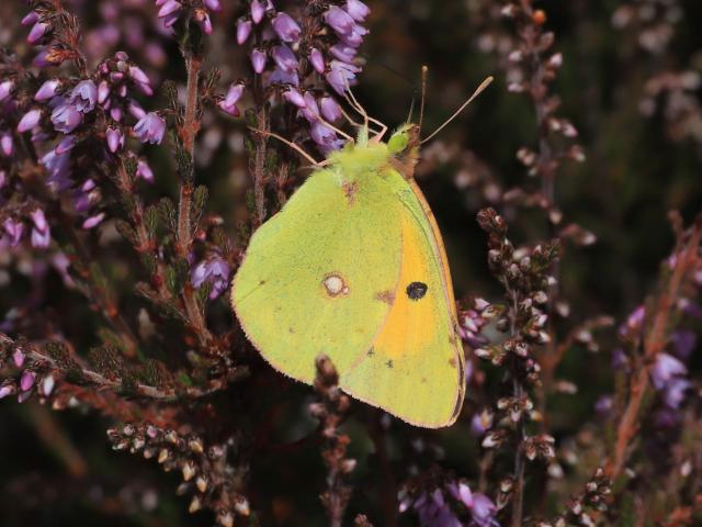 Clouded Yellow (Neil Storey)