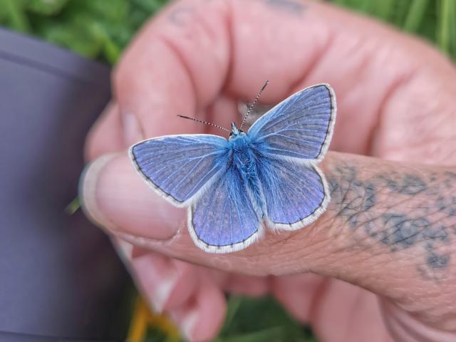 Common Blue resting on a hand - Verity Pixie Hill
