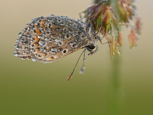 Common Blue resting upside down and covered in dew drops - Verity Pixie Hill