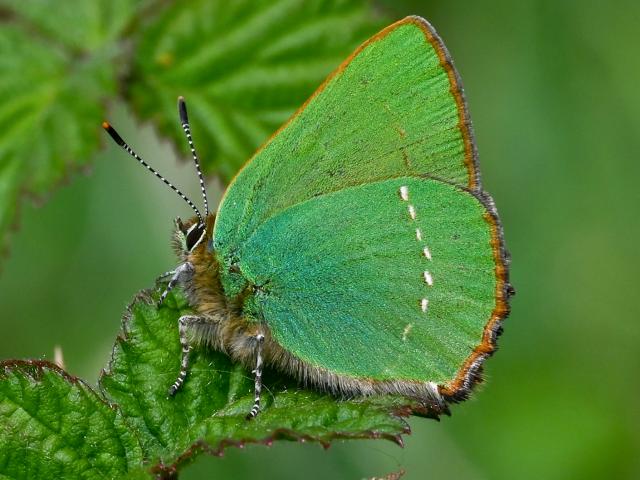Green Hairstreak resting on a leaf - Verity Pixie Hill