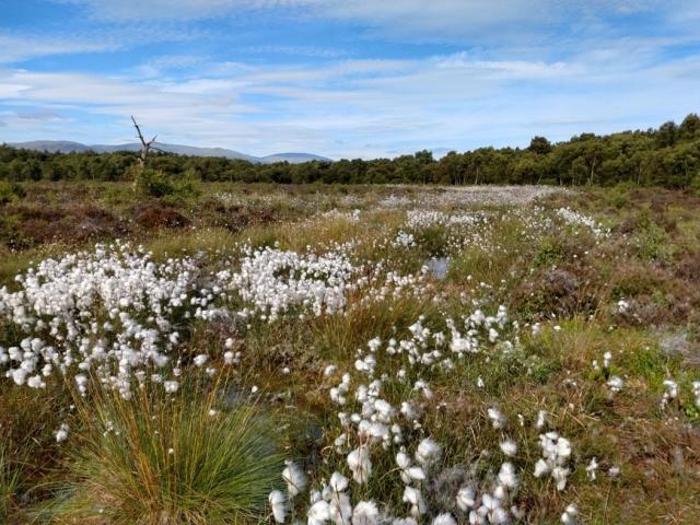 Healthy peatland habitat at Butterfly Conservation's Wester Moss reserve in central Scotland - photo by David Hill