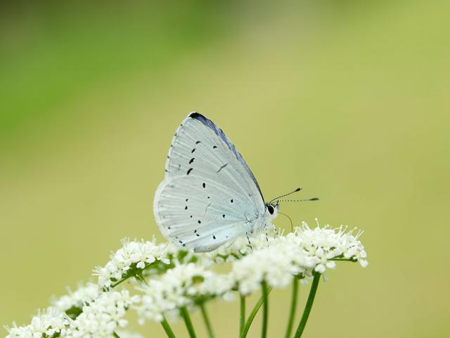 Holly Blue butterfly - Iain H Leach