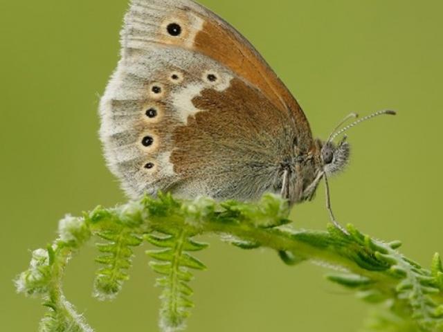 Large Heath butterfly - a specialist species found on Scotland's peatlands – photo by Iain H Leach