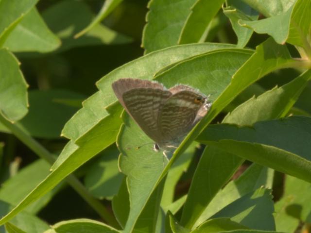Long-tailed Blue, Garden, Bovey Tracey, 13.8.22 (Gail Banham)