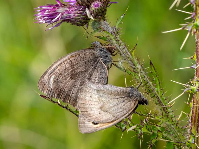 Meadow Brown Mating Pair (Mike Pickwell)
