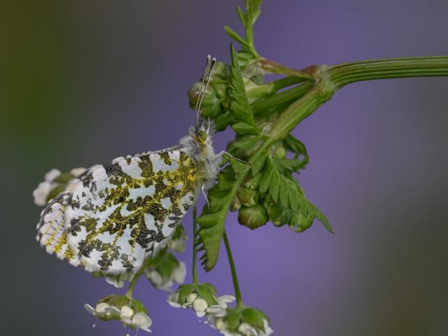 Orange Tip resting with wings closed on a plant - Verity Pixie Hill