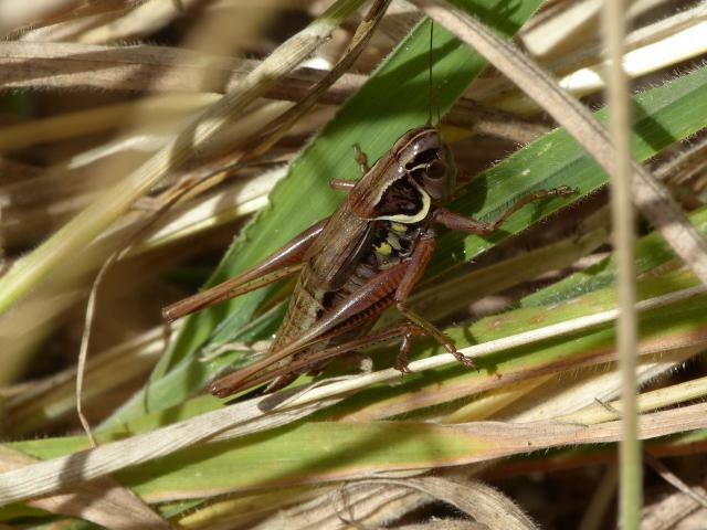 Roesel's Bush-cricket (Dave Wright)